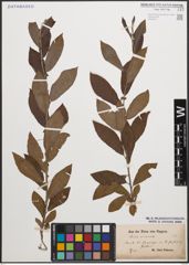 Foto von Salix cinerea L.